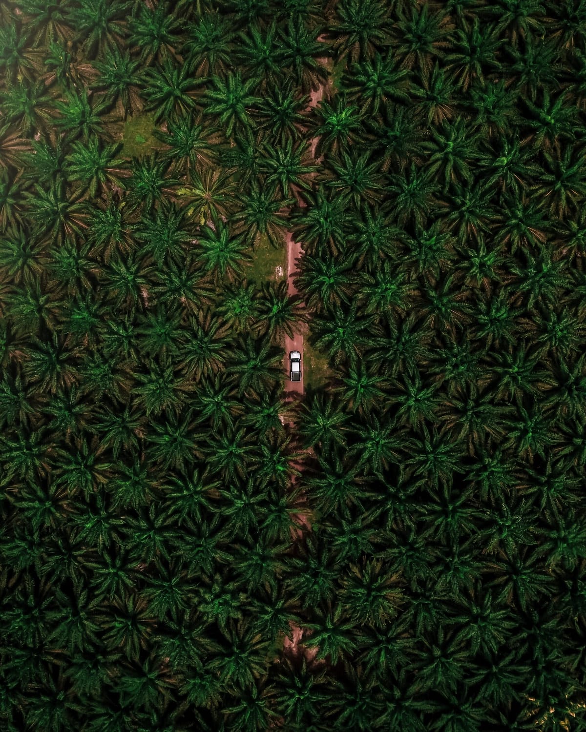 marche huile de palme