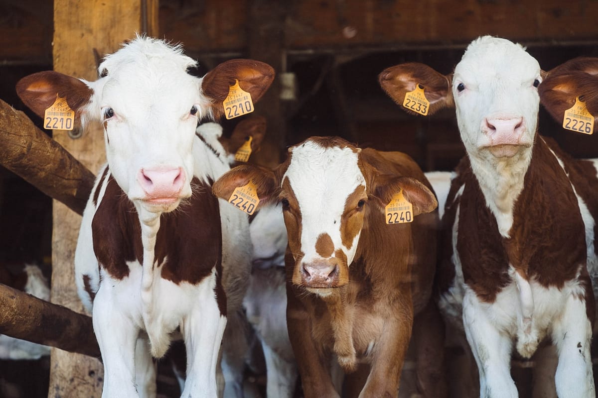 Vaches dans une grange avec des aliments de ferme