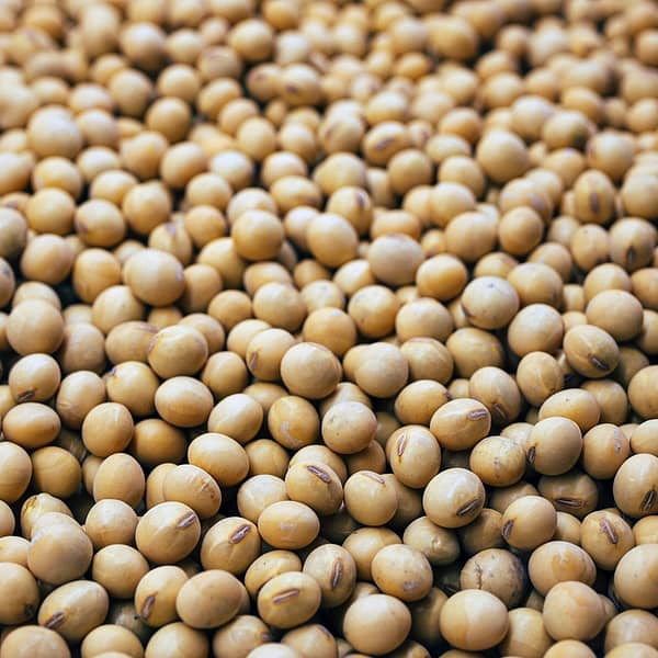 multitude de graines de soja
