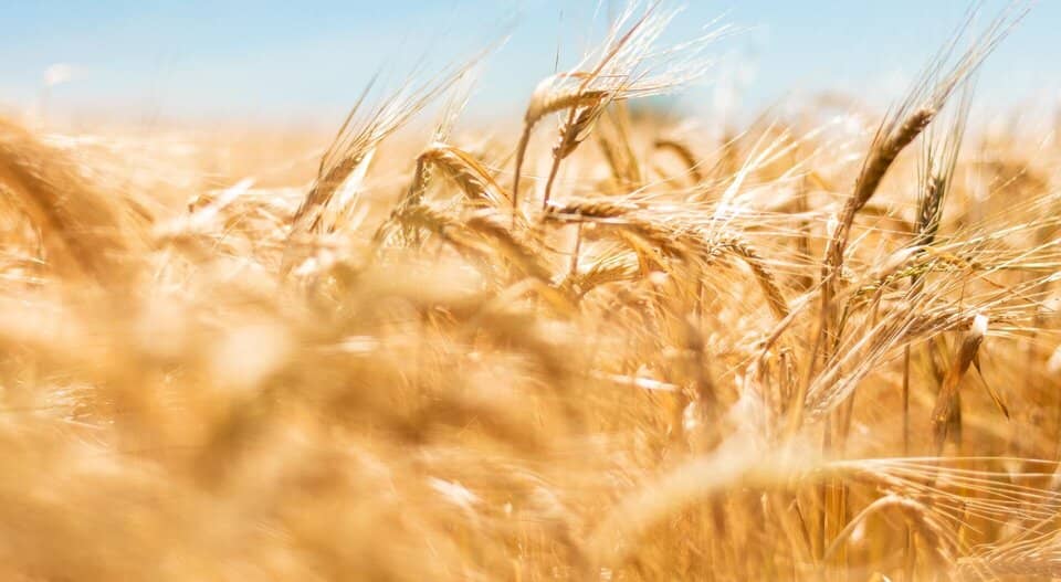 marché blé France