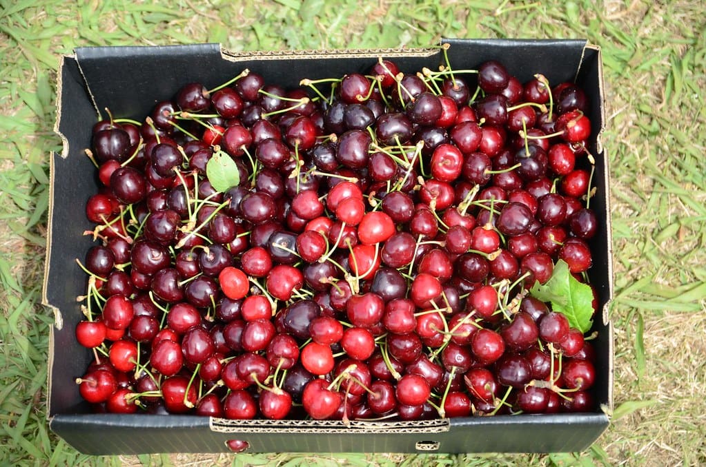 carton de cerises après la récolte