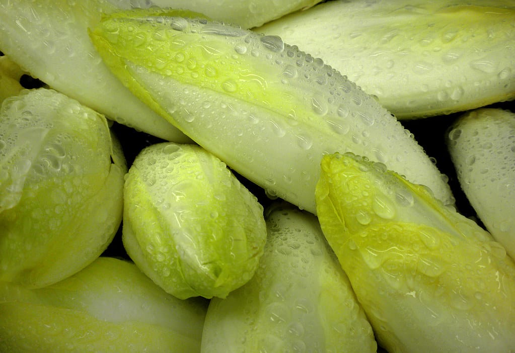 zoom sur des pousses d'endives humides