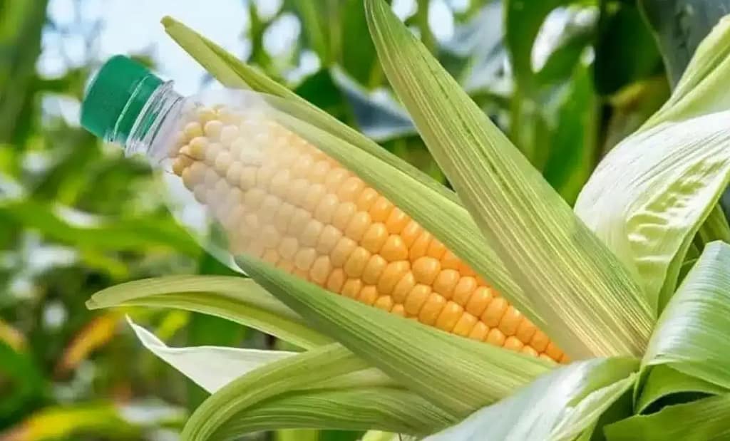 épis de maïs et plastique