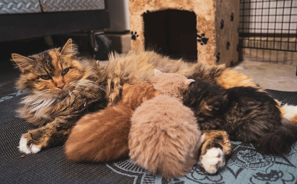 chatte qui allaite ses chatons