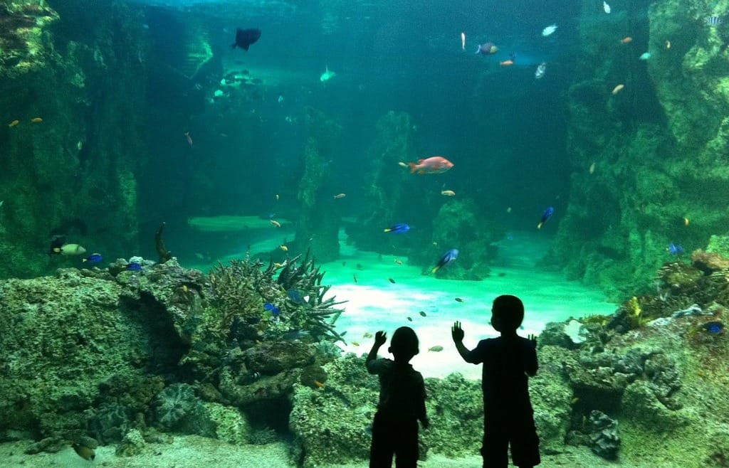 deux enfants qui regardent un aquarium