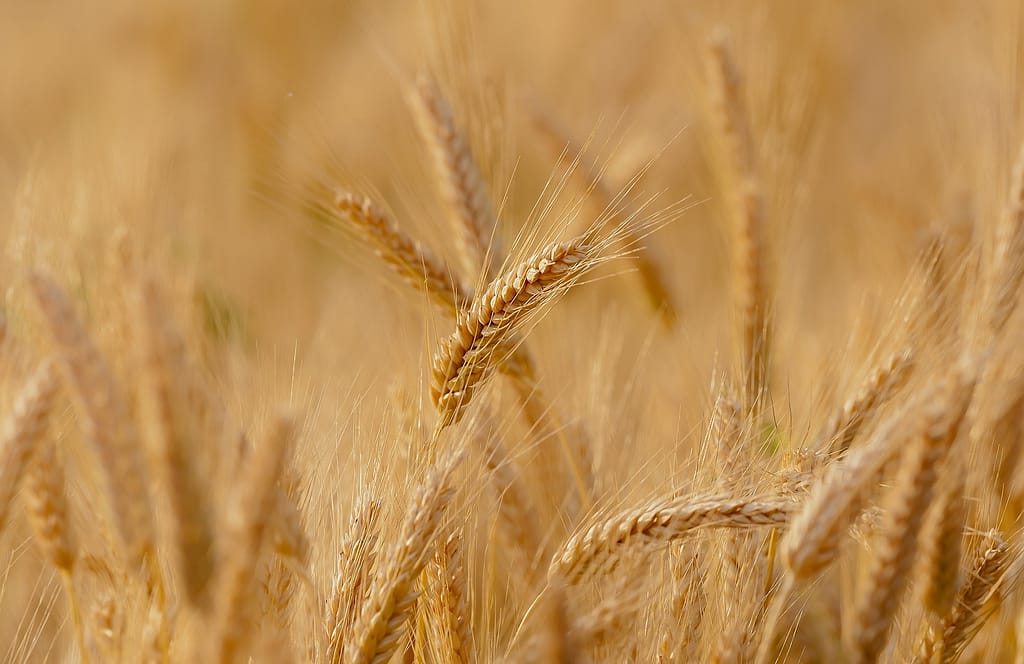 champ de blé français cultivé grâce aux semences