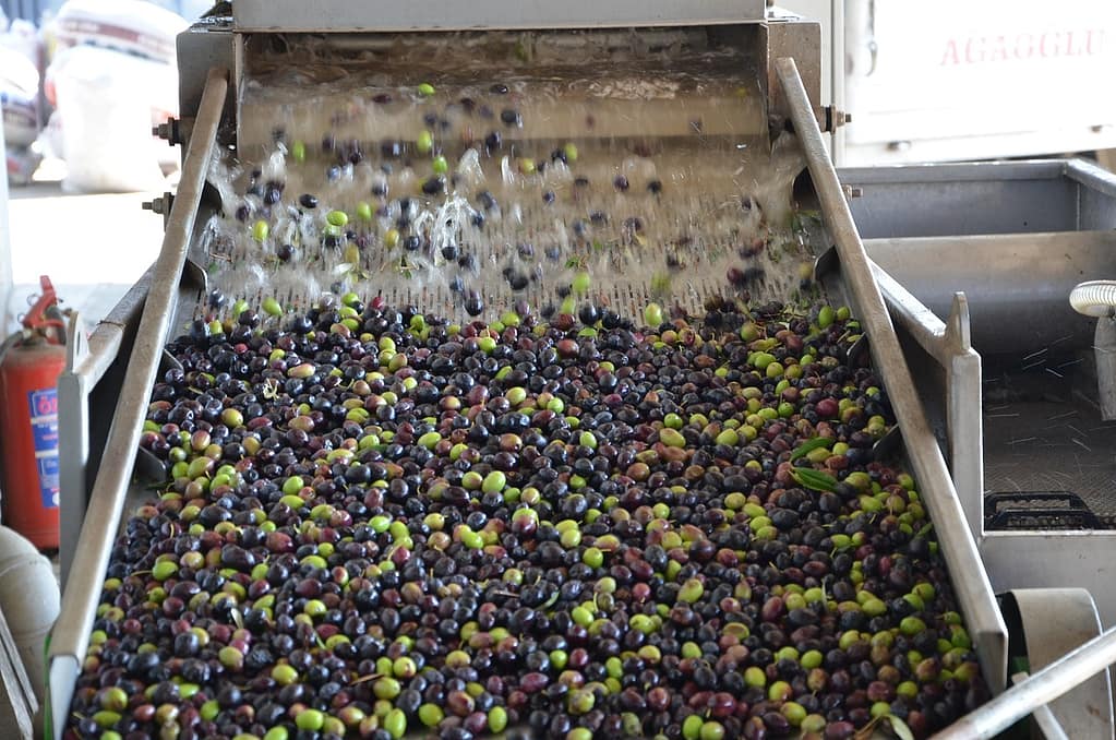 machine qui lave les olives avant de les transformer en huile