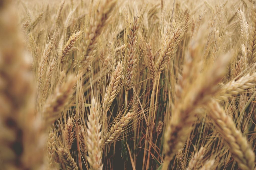 Champ de blé cultivé en France