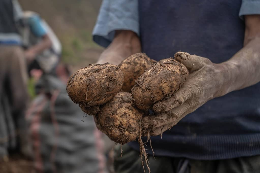 homme qui tient des pommes de terre qui viennent d'être récoltées