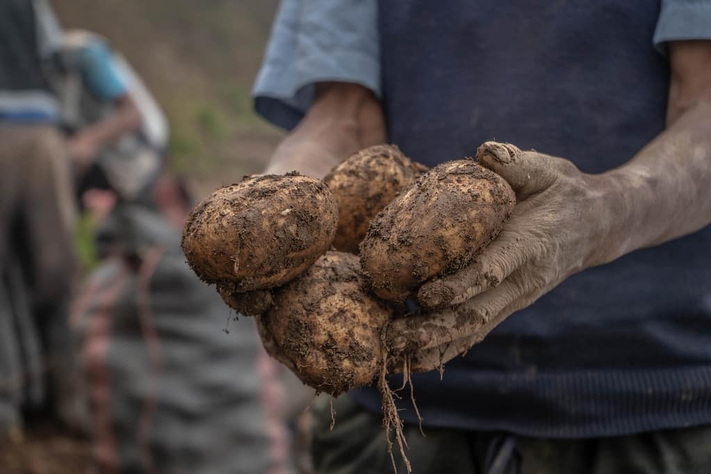 homme qui tient des pommes de terre qui viennent d'être récoltées