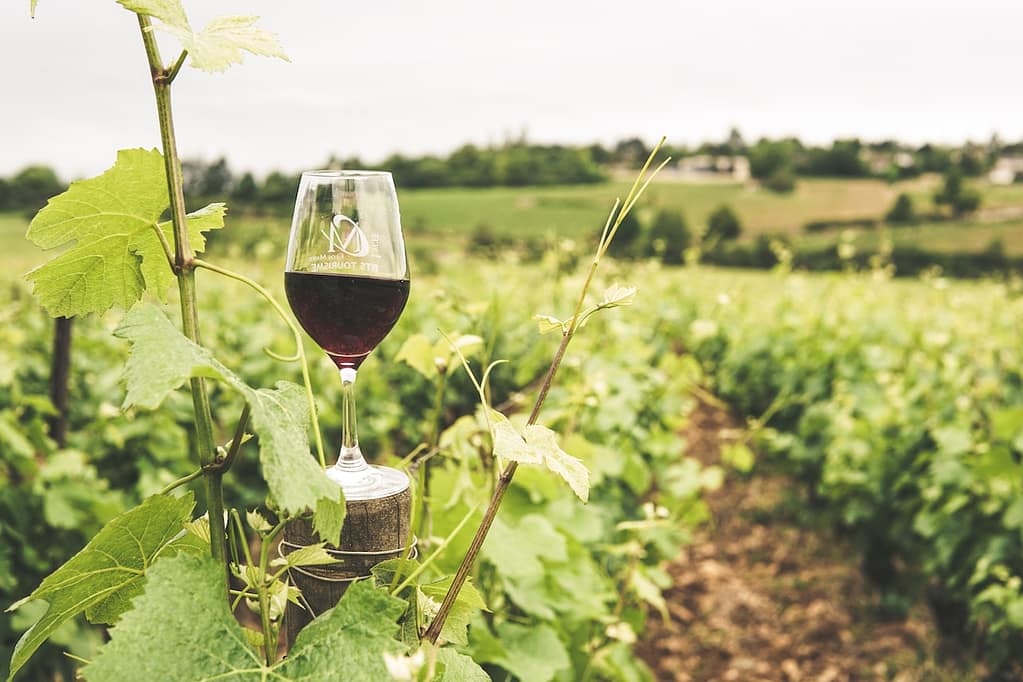 verre de vin posée sur une vigne en France