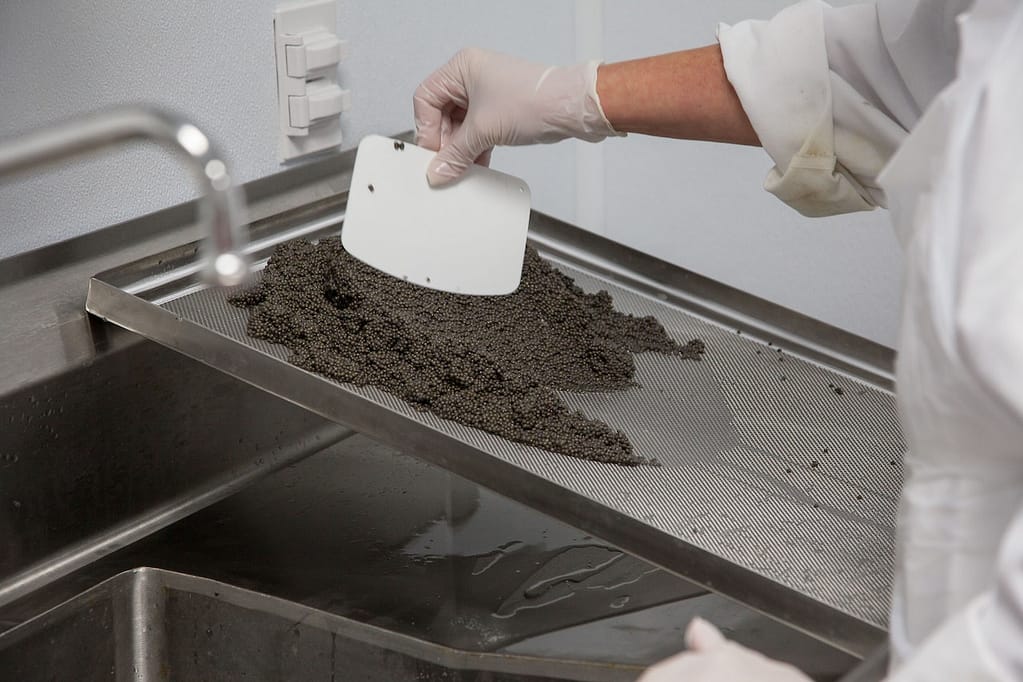 caviar préparé dans une usine