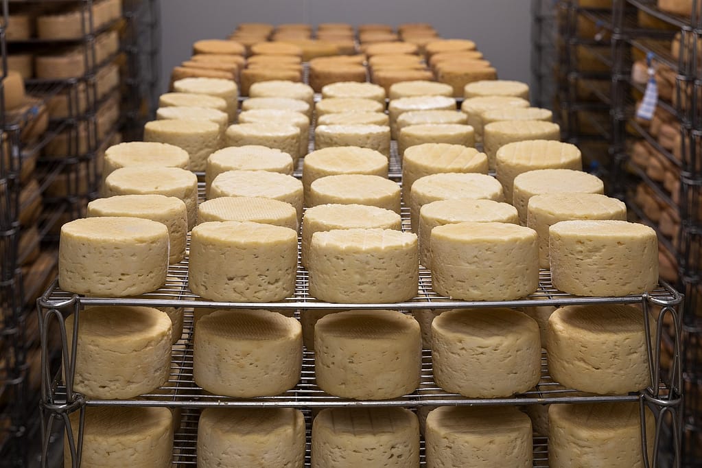 fromages qui sortent d'usine pour être affinés