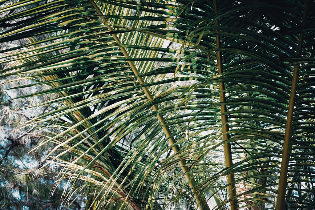 branches d'un palmier