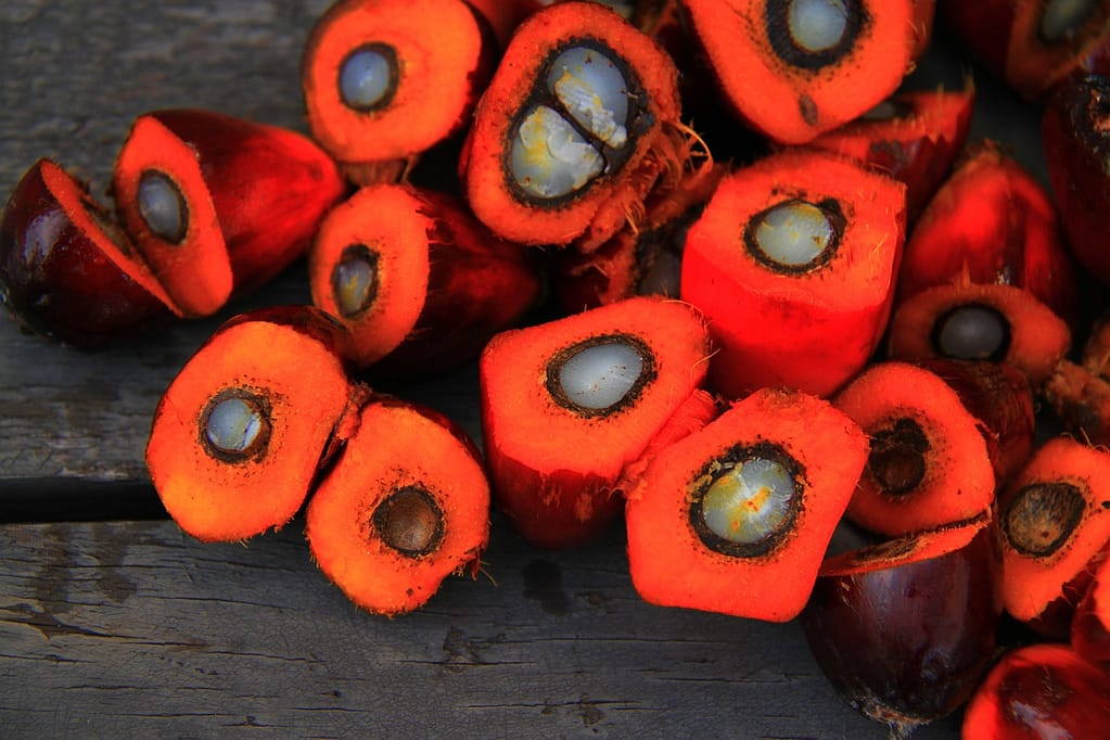fruits du palmier utilisés pour la production d'huile