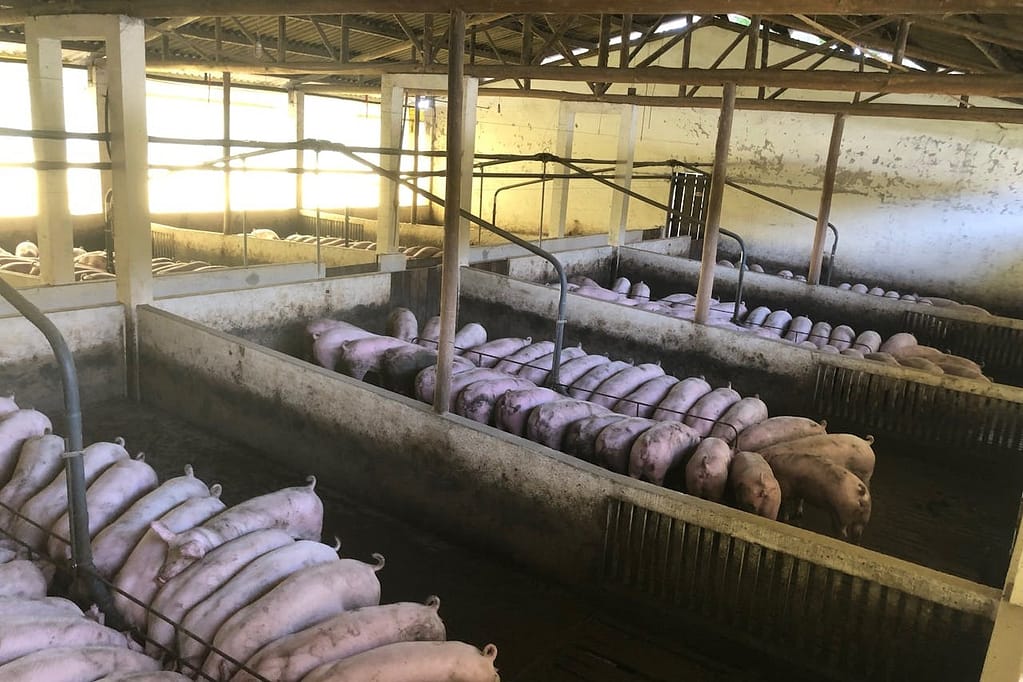 porcs élevés dans une ferme