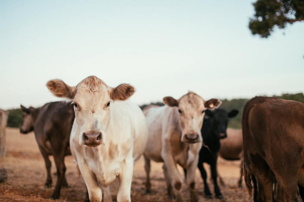 vaches dans le Jura