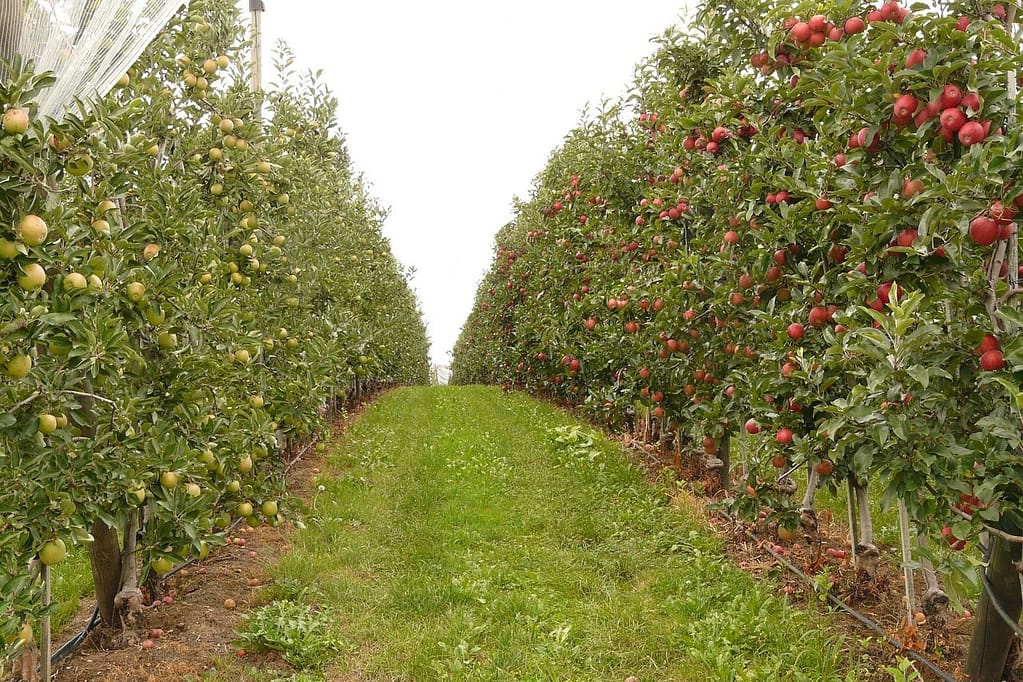 deux rangées d'arbres fruitiers dans un champ