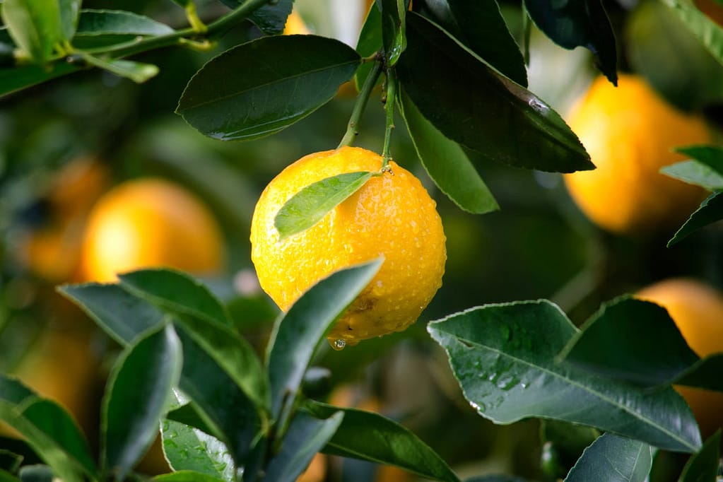 des citrons sur un arbre fruitier