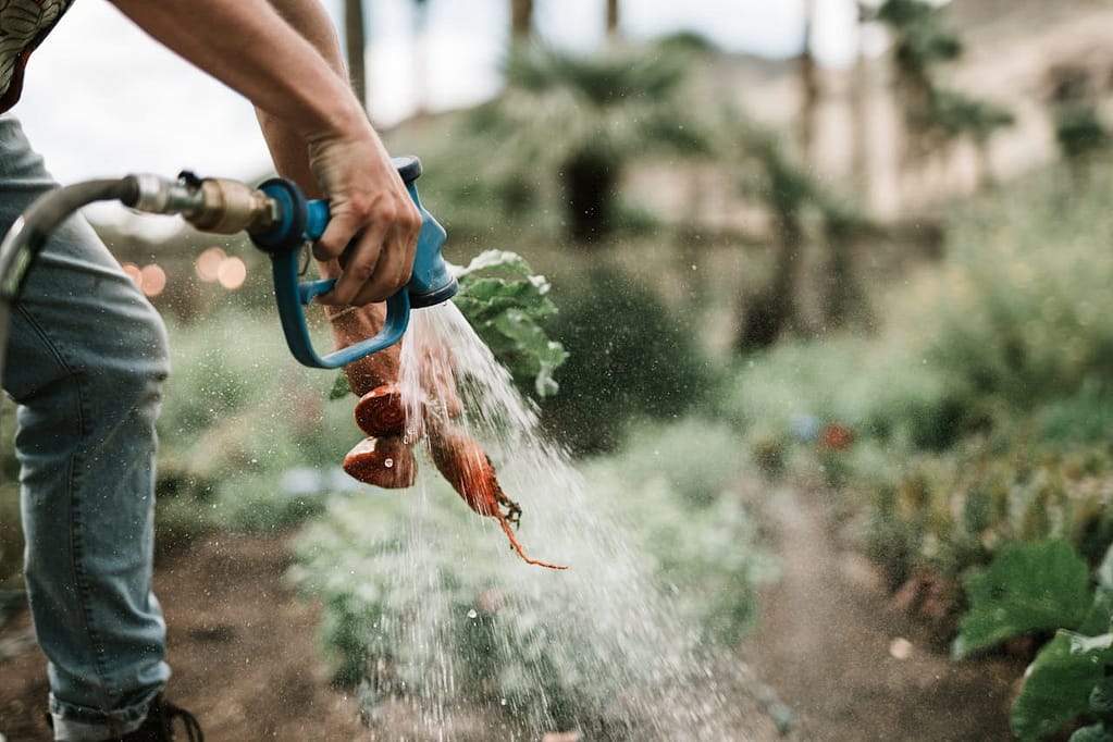 jardinier qui nettoie les légumes avec un tuyau d'arrosage