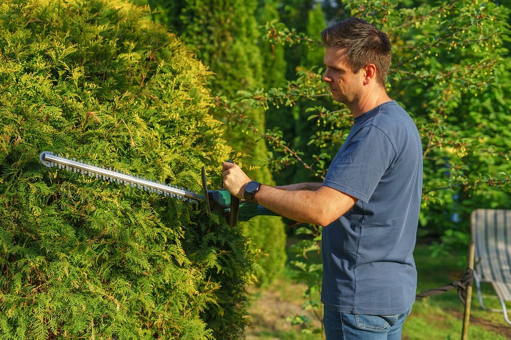 un jardinier qui taille une haie