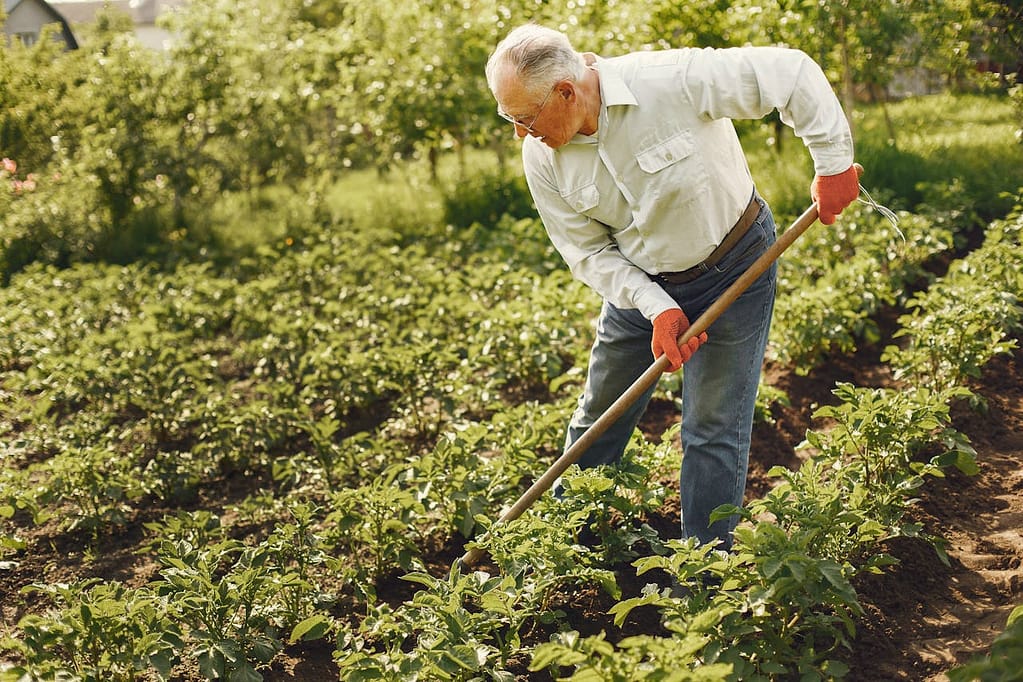 jardinier qui ratisse son potager