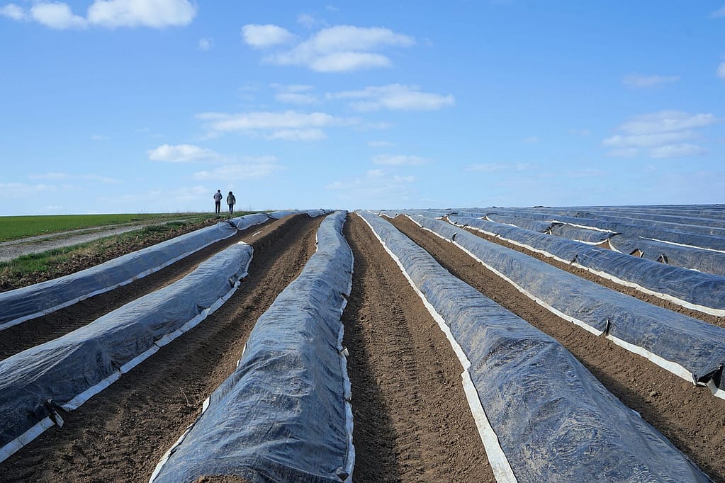 champ de culture d'asperges