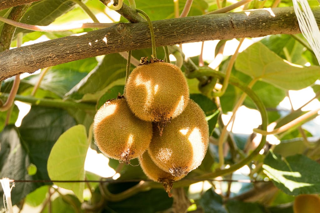 grappe de kiwi sur un arbre