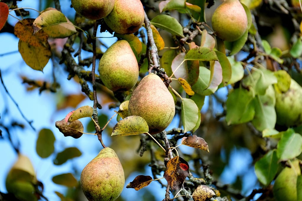 poirier couvert de fruits