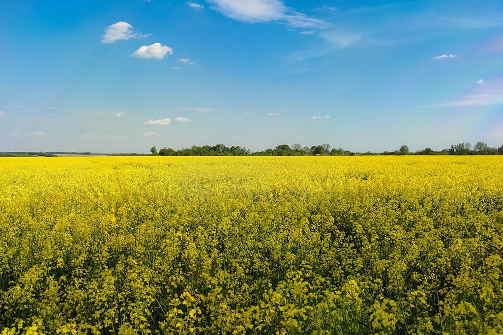 champ de colza en France