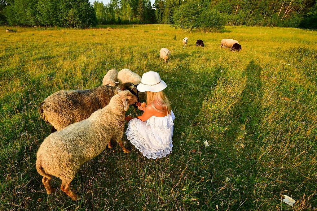 enfant qui nourrit des moutons à la ferme