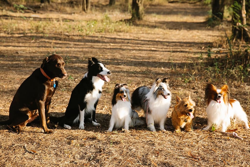 plusieurs chiens de race