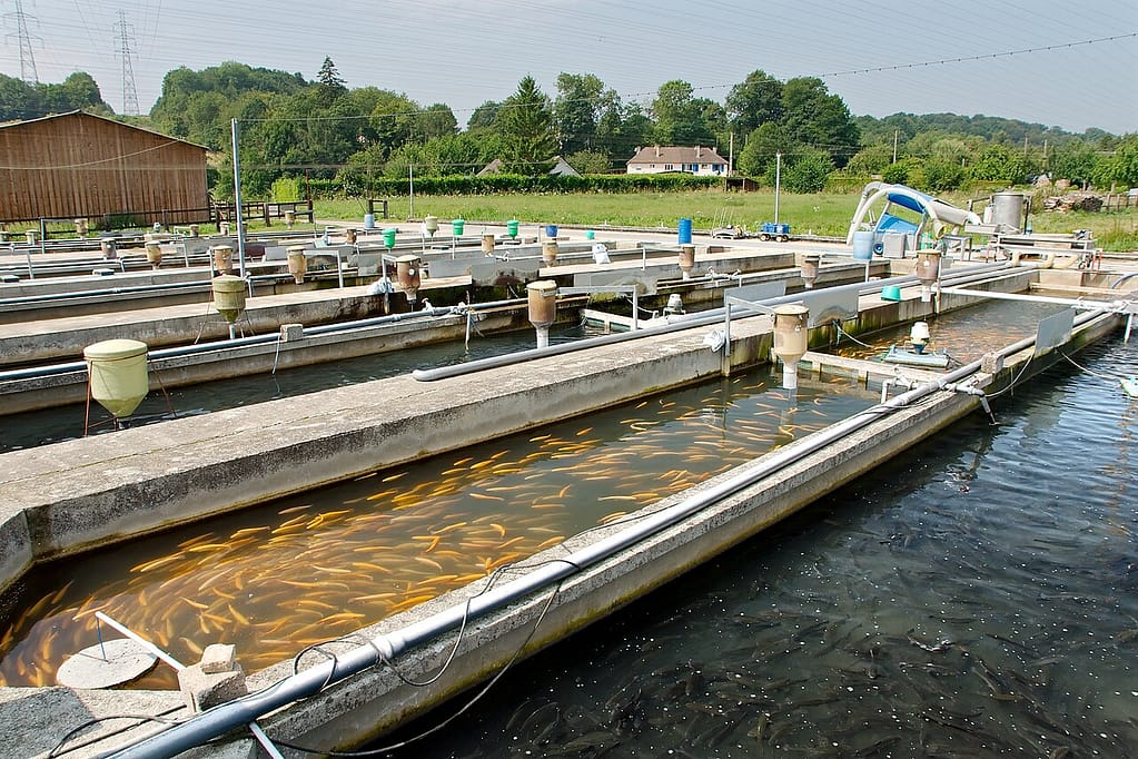 bassin de pisciculture en France