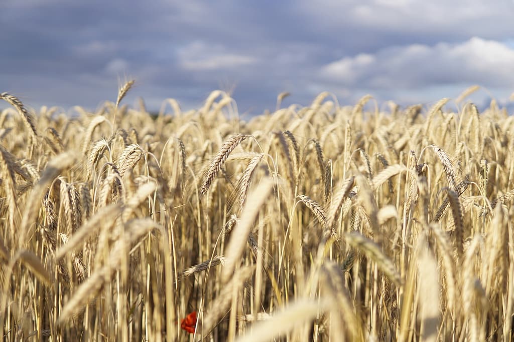 champ de blé français