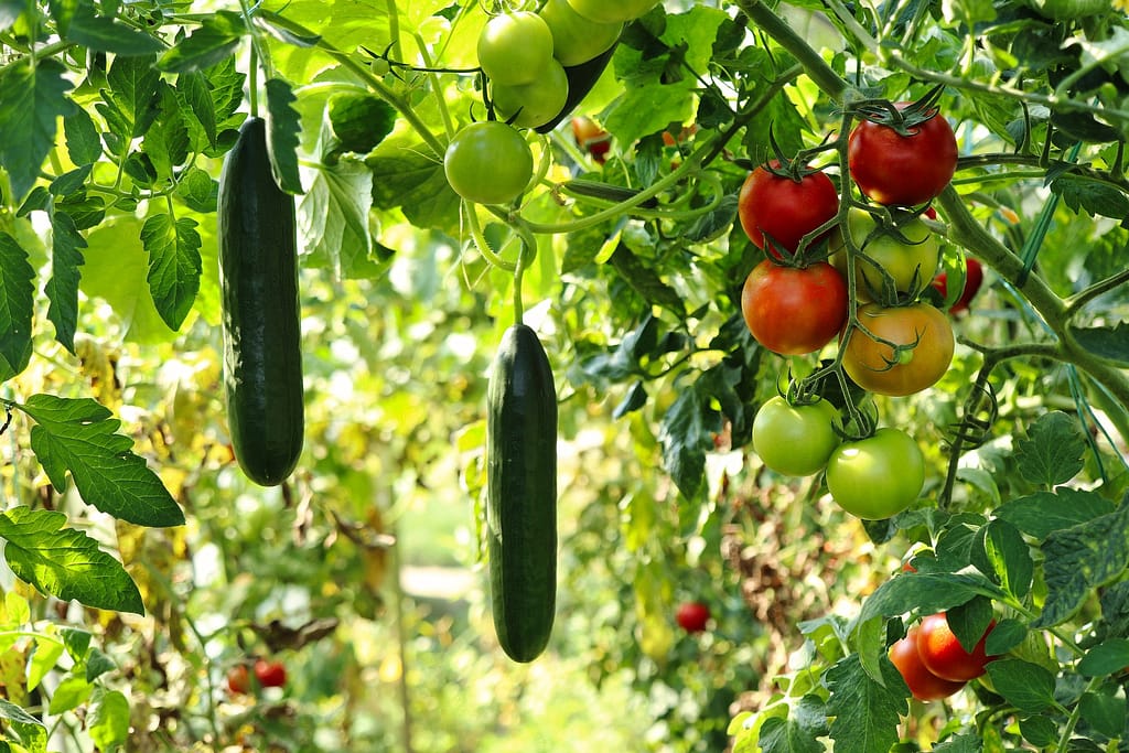 potager rempli de plantes, de tomates et de concombres