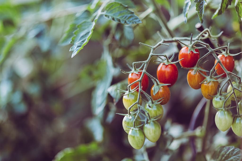 pied de tomate en terre avec des tomates mûres et des tomates vertes