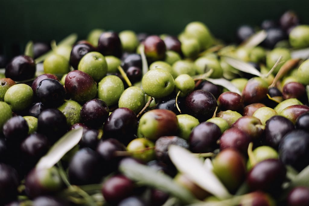 pile d'olives de différentes couleurs et de différentes maturités