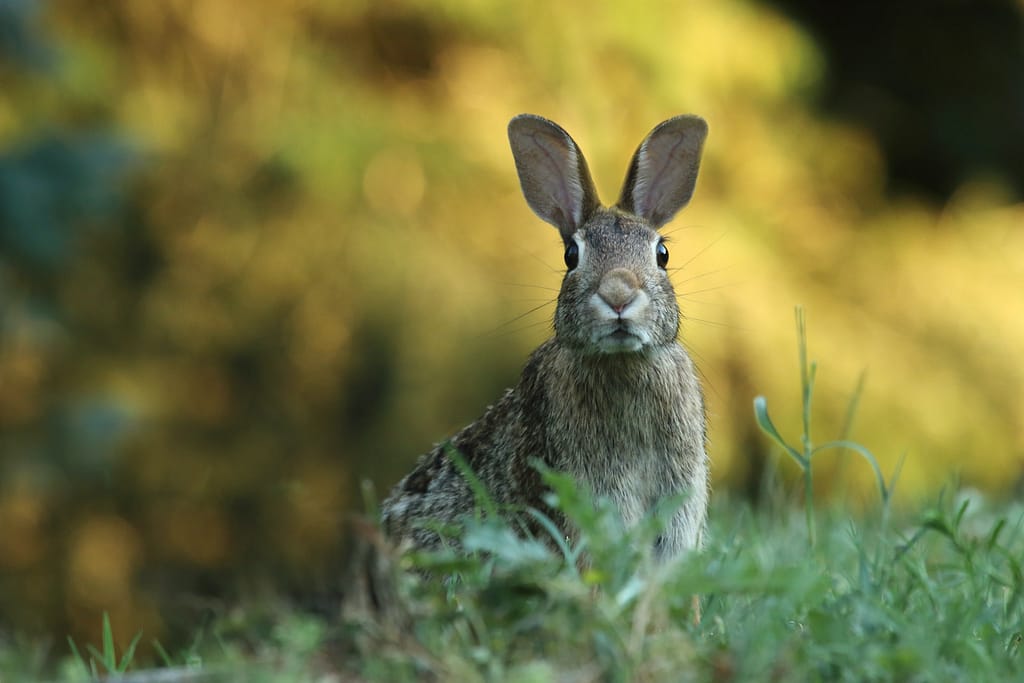 lapin en liberté regardant en direction de l'objectif
