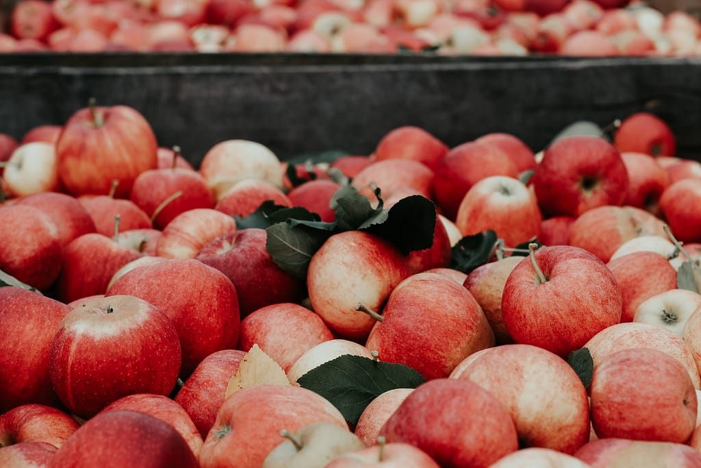 multitude de pommes en attente d'être pressées pour faire du cidre