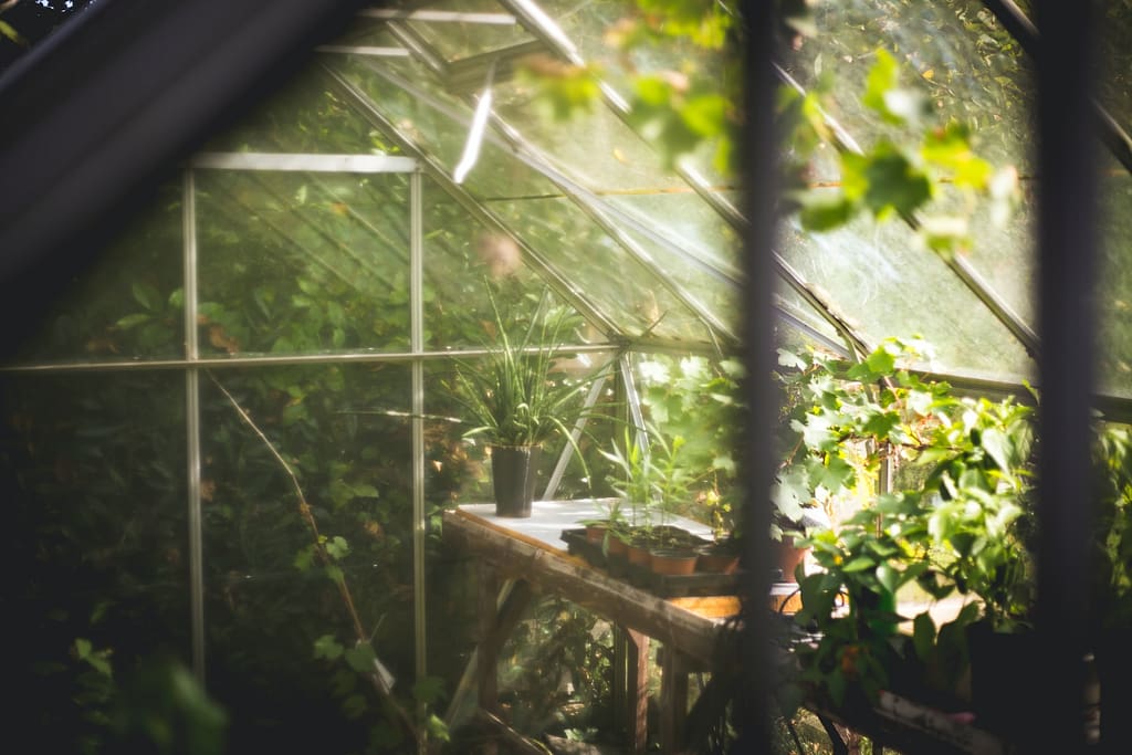 intérieur d'une serre de jardin en verre entourée de plantes