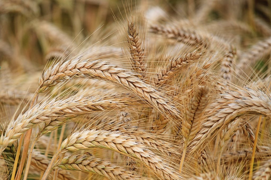 gros plan sur des épis de blé