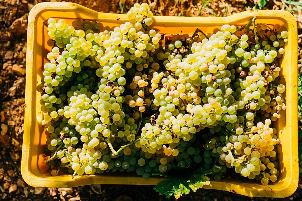 grappes de raisins récoltées dans le Jura pour faire du vin