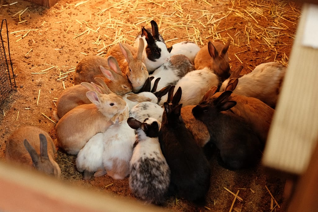 multitude de lapins nourris dans un élevage
