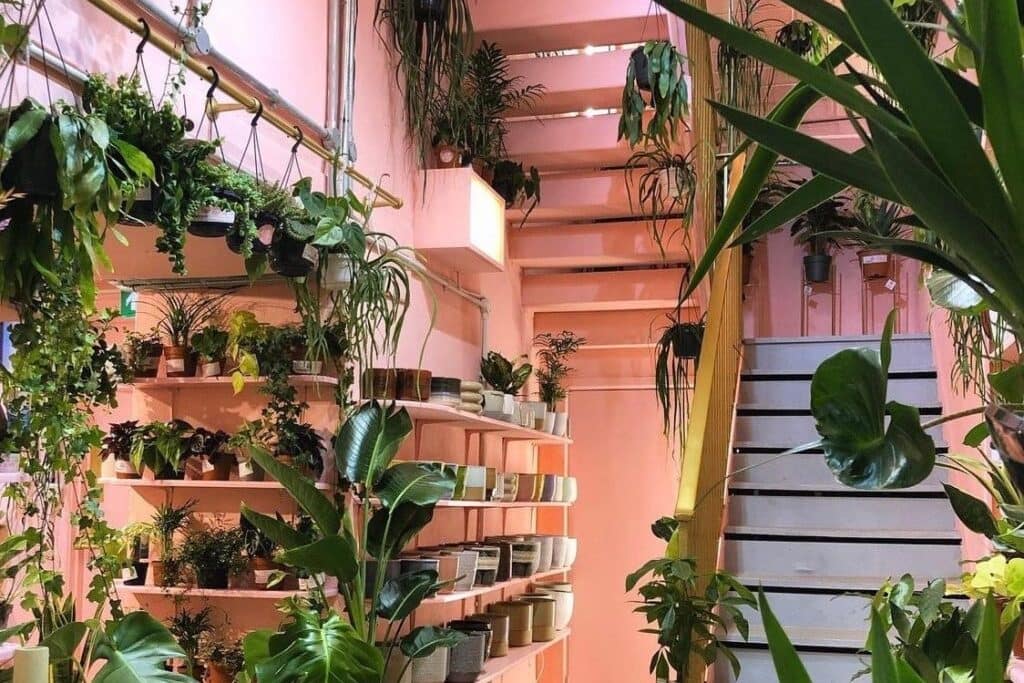 magasin de plantes d'intérieur