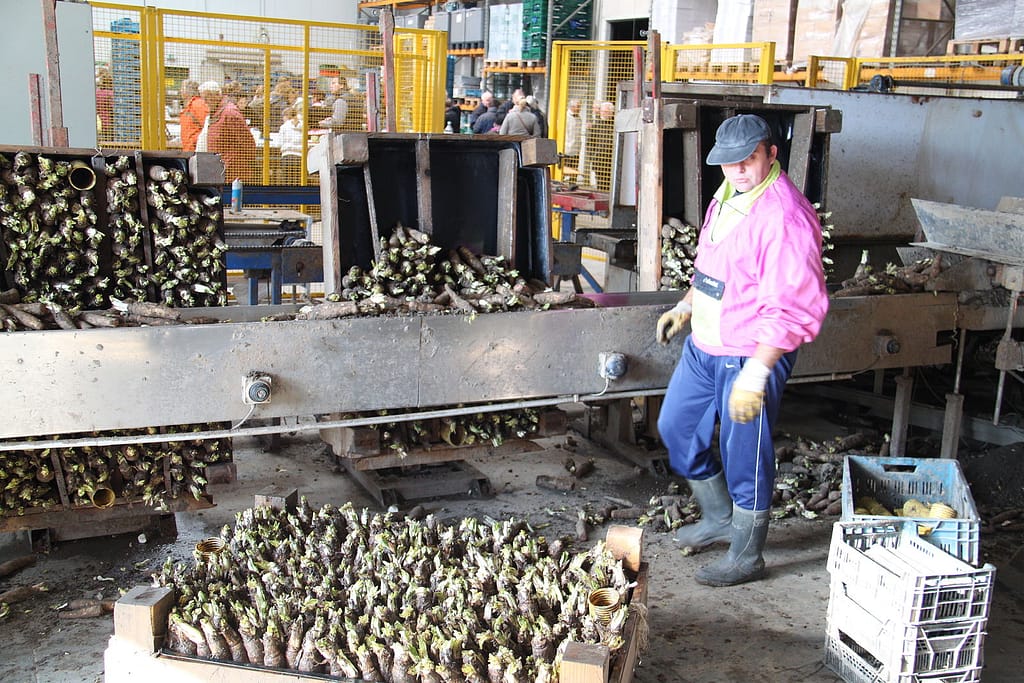 usine de transformation de chicorée