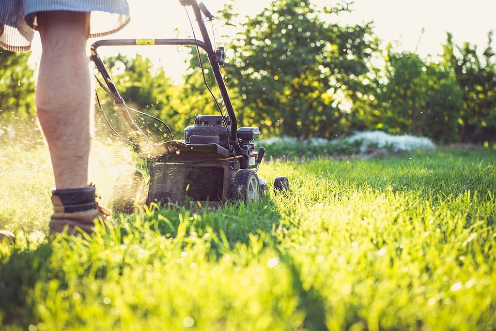 un jardinier qui passe la tondeuse dans son jardin