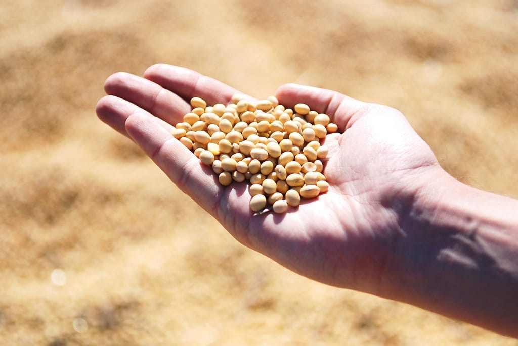 main qui tient des graines de soja