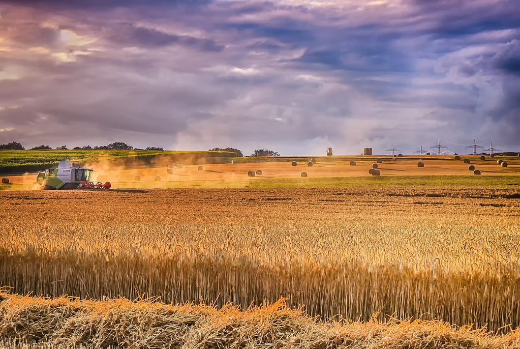 engin agricole qui récolte le blé sur un champ
