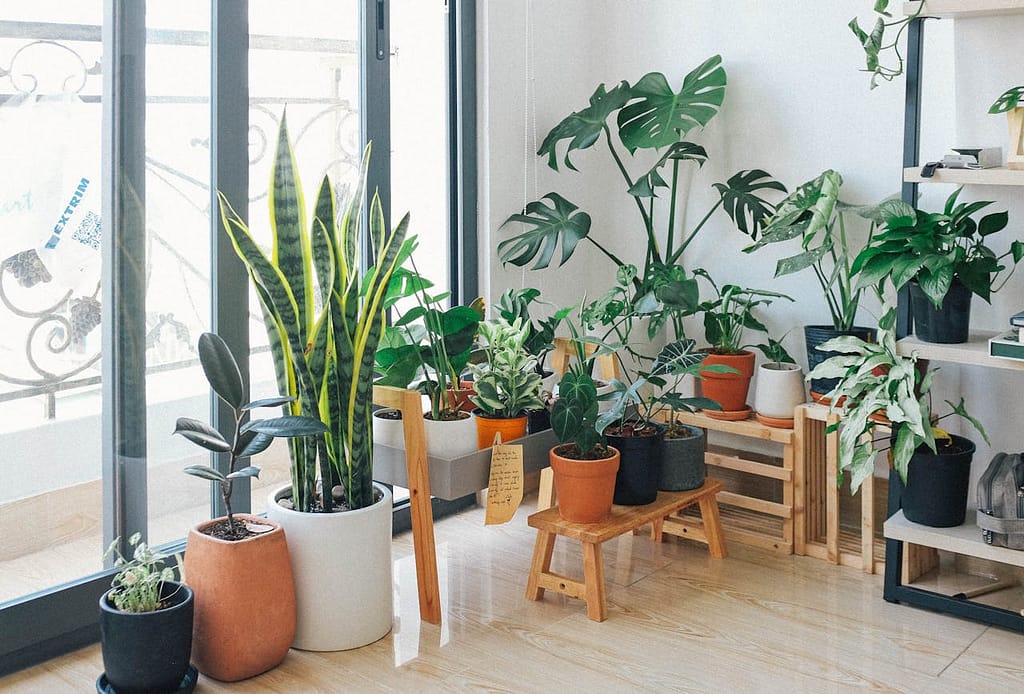 diverses plantes d'intérieur dans un domicile
