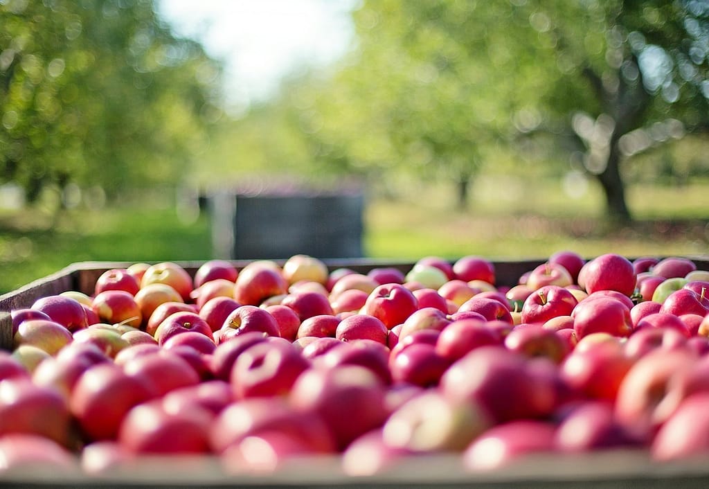 pommes dans un champ d'arbres fruitiers
